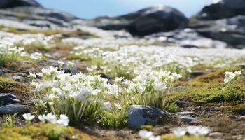 Small white flowers growing on a rocky hillside AI Generated photo