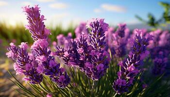 un campo lleno con vibrante púrpura flores ai generado foto