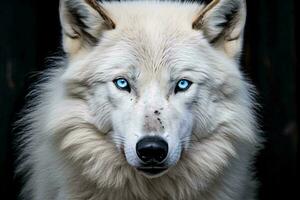 A majestic white wolf with piercing blue eyes AI Generated photo