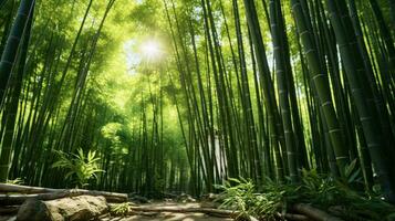 A serene bamboo forest with sunlight streaming through the trees AI Generated photo