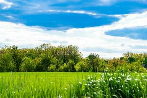 hermoso paisaje de horizonte en la pradera del pueblo sobre fondo natural de color foto