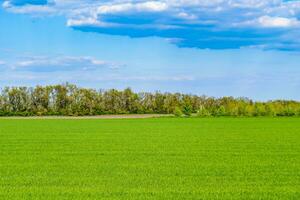 Beautiful horizon scenery in village meadow on color natural background photo