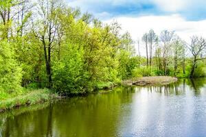 Beautiful grass swamp reed growing on shore reservoir in countryside photo