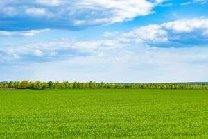 Beautiful horizon scenery in village meadow on color natural background photo