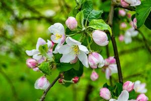 Photography on theme beautiful fruit branch apple tree with natural leaves under clean sky photo