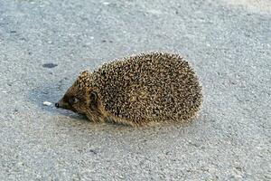 Photography on theme beautiful prickly little hedgehog goes into dense wild forest photo