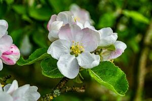 Photography on theme beautiful fruit branch apple tree with natural leaves under clean sky photo