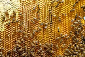 La estructura hexagonal abstracta es un panal de abejas lleno de colmena foto