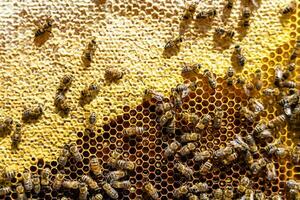 Abstract hexagon structure is honeycomb from bee hive filled photo