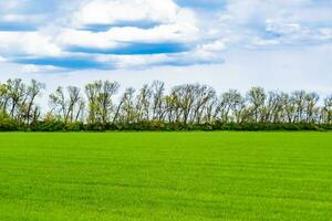 Beautiful horizon scenery in village meadow on color natural background photo