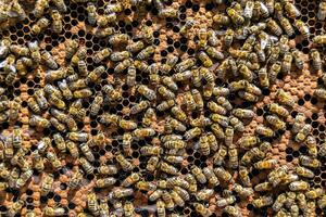 Abstract hexagon structure is honeycomb from bee hive filled photo