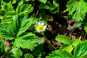 Photography on theme beautiful berry branch strawberry bush with natural leaves photo