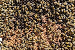 Abstract hexagon structure is honeycomb from bee hive filled photo