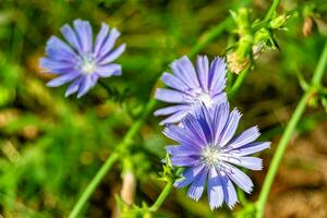 Beauty wild growing flower chicory ordinary on background meadow photo