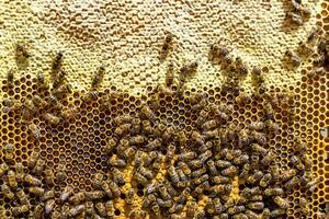 Abstract hexagon structure is honeycomb from bee hive filled photo