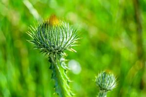 Beautiful growing flower root burdock thistle on background meadow photo