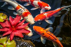 Koi fish swimming gracefully in a serene pond AI Generated photo