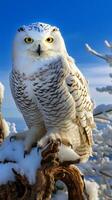 A majestic white owl perched on a tree branch AI Generated photo