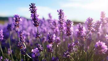 un campo de púrpura flores ai generado foto