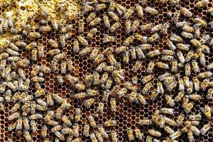 Abstract hexagon structure is honeycomb from bee hive filled photo