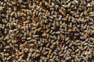 Abstract hexagon structure is honeycomb from bee hive filled photo