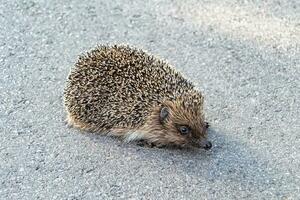 Photography on theme beautiful prickly little hedgehog goes into dense wild forest photo