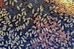 Abstract hexagon structure is honeycomb from bee hive filled photo