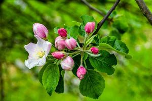 Photography on theme beautiful fruit branch apple tree with natural leaves under clean sky photo