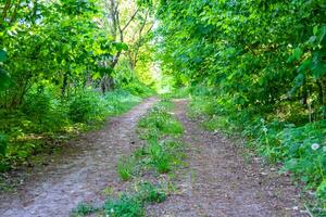 Photography on theme beautiful footpath in wild foliage woodland photo