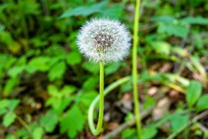 Beautiful wild growing flower seed dandelion on background meadow photo