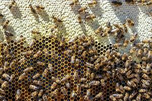 Abstract hexagon structure is honeycomb from bee hive filled photo