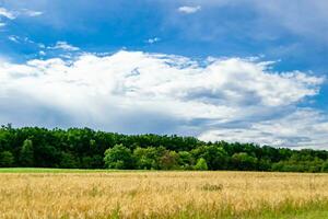 Beautiful horizon scenery in village meadow on color natural background photo