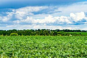 Beautiful horizon scenery in village meadow on color natural background photo