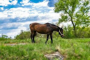 Beautiful wild brown horse stallion on summer flower meadow photo