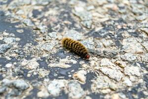 Photography on theme beautiful hairy caterpillar in hurry to turn into butterfly photo