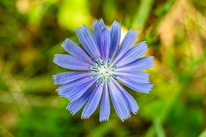 belleza flor silvestre creciente achicoria ordinaria en pradera de fondo foto