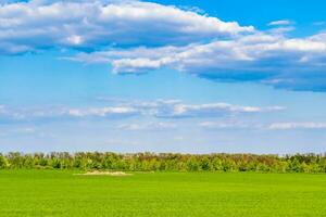 Beautiful horizon scenery in village meadow on color natural background photo