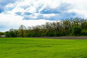 Beautiful horizon scenery in village meadow on color natural background photo