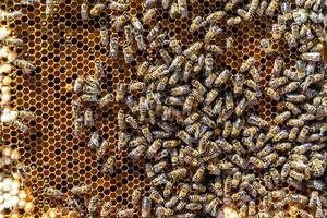 Abstract hexagon structure is honeycomb from bee hive filled photo