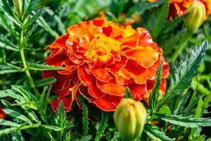 Fine wild growing flower marigold calendula on background meadow photo