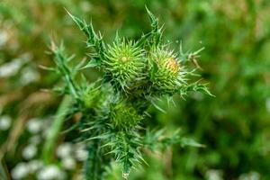 Hermosa flor creciente cardo de raíz de bardana en pradera de fondo foto