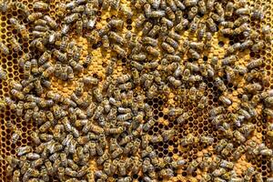 La estructura hexagonal abstracta es un panal de abejas lleno de colmena foto