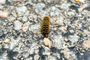 Photography on theme beautiful hairy caterpillar in hurry to turn into butterfly photo