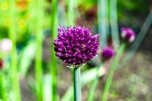 Flor de belleza salvaje con néctar que florece en el campo de campo foto