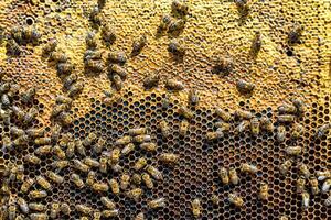 Abstract hexagon structure is honeycomb from bee hive filled photo