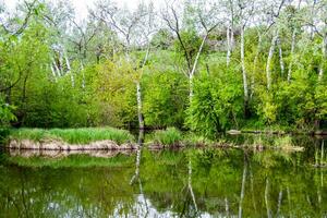 Beautiful grass swamp reed growing on shore reservoir in countryside photo