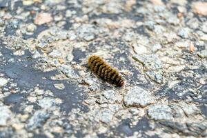 Photography on theme beautiful hairy caterpillar in hurry to turn into butterfly photo