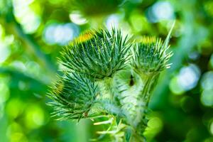 Beautiful growing flower root burdock thistle on background meadow photo