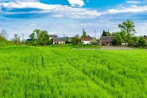 hermoso paisaje de horizonte en la pradera del pueblo sobre fondo natural de color foto