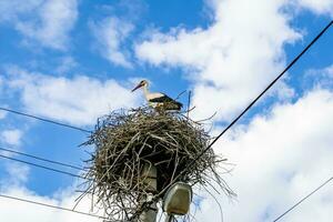 Beautiful wing stork in wooden stick nest on street lamp photo